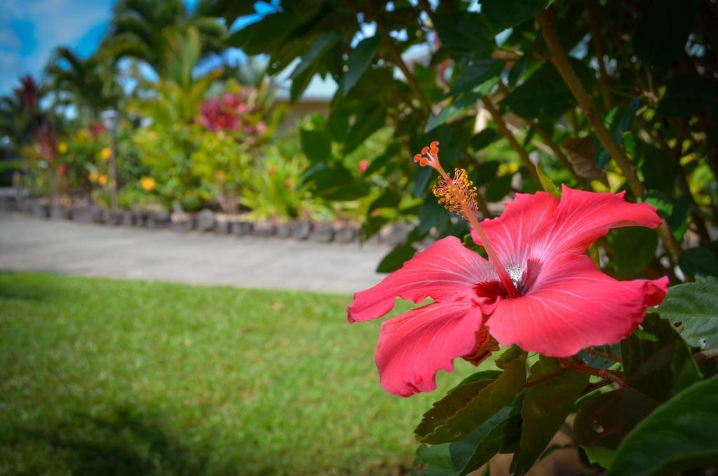 Appartamento Lai Nani Oceanfront Estate Hakalau Esterno foto